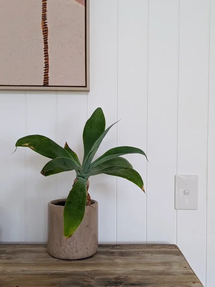 reef shack — potted plant on timber console